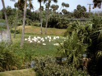 Florida - Tampa - Busch Gardens - Egrets